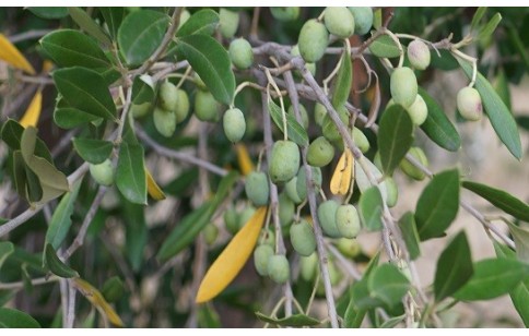 Olea europaea