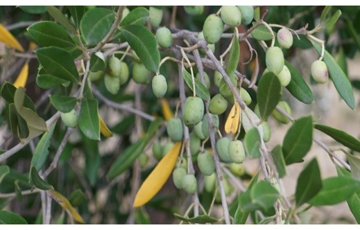 Olea europaea