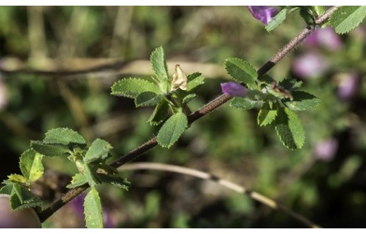 Ononis spinosa