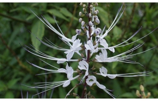 Orthosiphon aristatus
