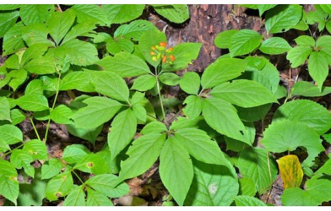 Panax ginseng