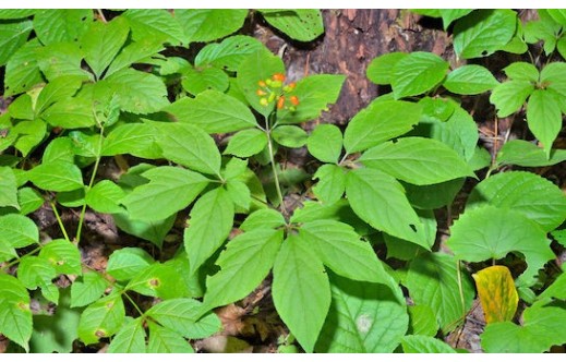 Panax ginseng