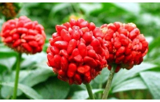 Panax notoginseng