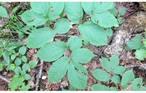 Panax quinquefolius