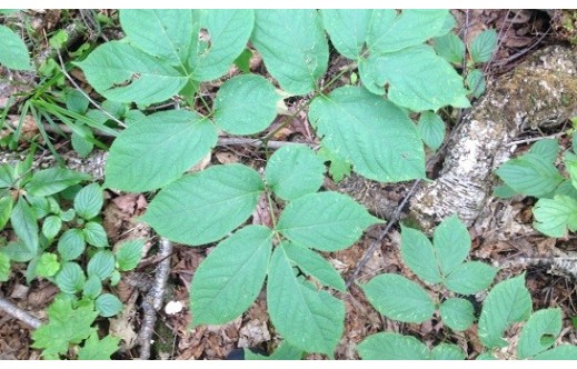 Panax quinquefolius
