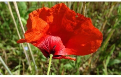 Papaver rhoeas