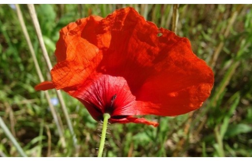 Papaver rhoeas