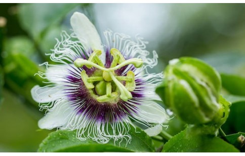 Passiflora incarnata