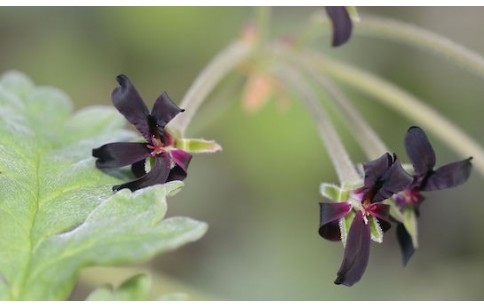 Pelargonium sidoides