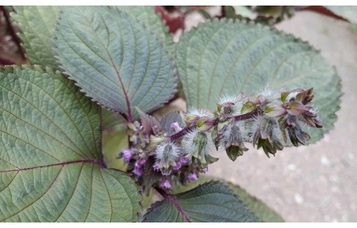 Perilla frutescens