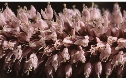 Persicaria bistorta