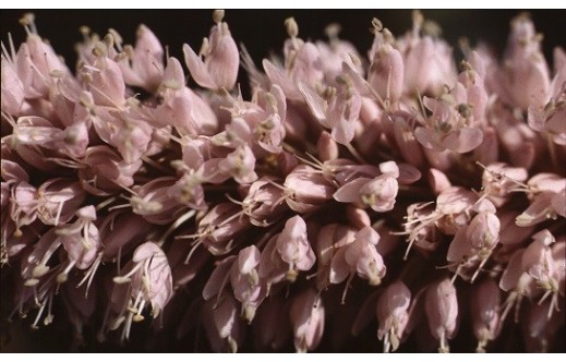 Persicaria bistorta