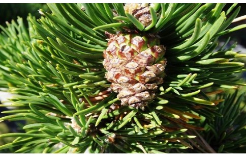 Pinus mugo