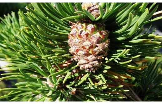 Pinus mugo