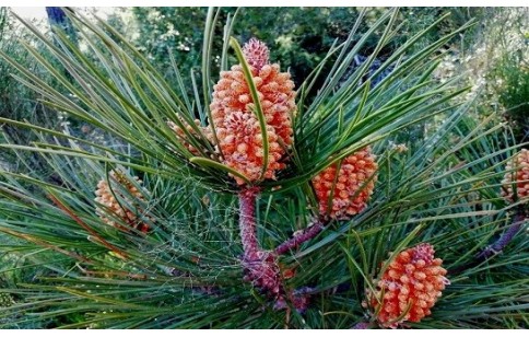 Pinus pinaster