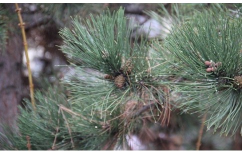 Pinus sp.