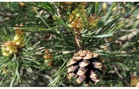 Pinus sylvestris