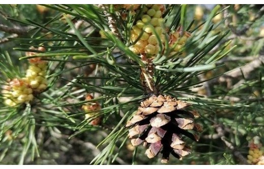 Pinus sylvestris