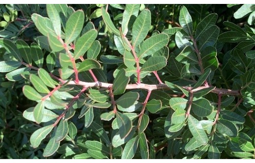 Pistacia lentiscus