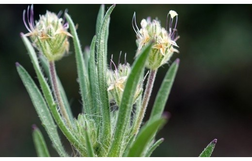 Plantago afra