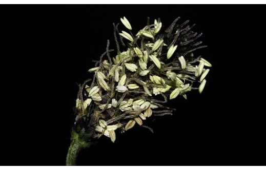 Plantago lanceolata