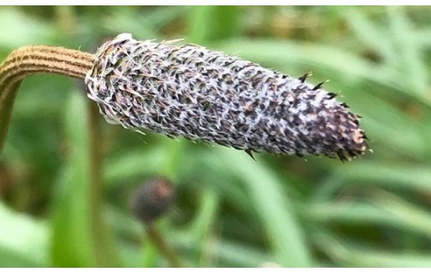 Plantago ovata