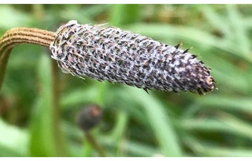 Plantago ovata