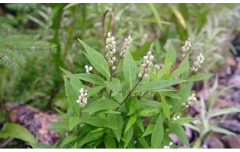 Polygala senega