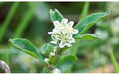 Polygonum aviculare