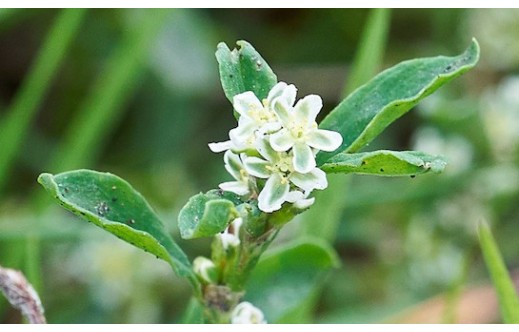 Polygonum aviculare