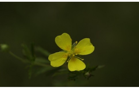 Potentilla erecta