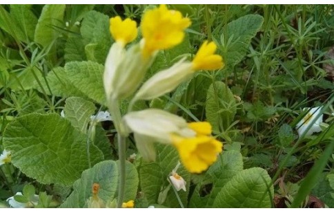 Primula veris