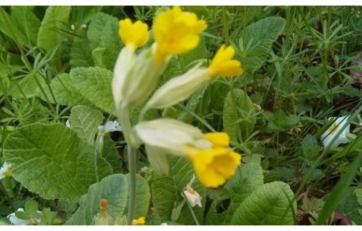 Primula veris