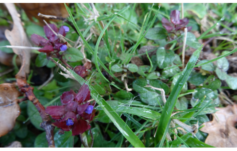 Prunella vulgaris
