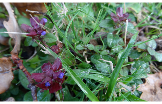 Prunella vulgaris