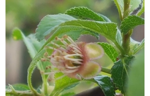 Prunus armeniaca