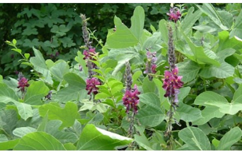 Pueraria lobata