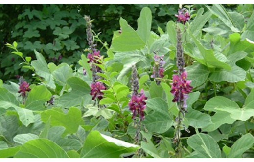 Pueraria lobata