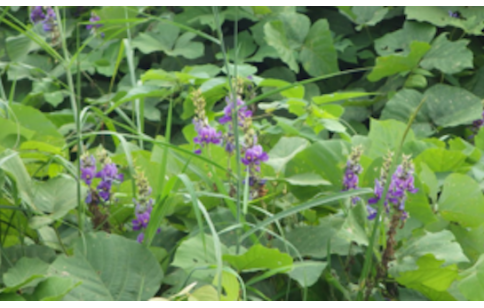 Pueraria thomsonii