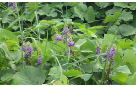 Pueraria thomsonii