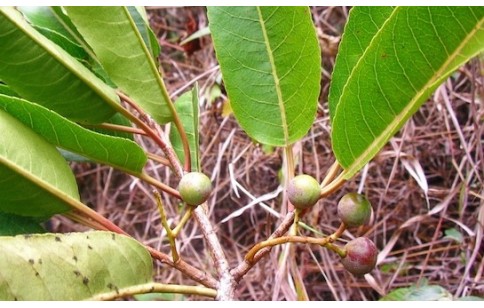 Pygeum africanum