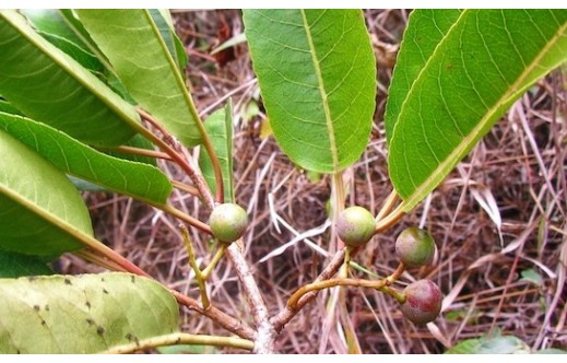 Pygeum africanum