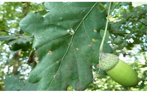 Quercus robur