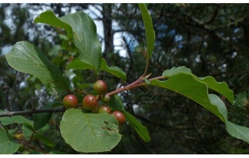 Rhamnus frangula