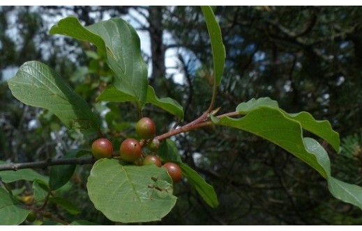 Rhamnus frangula
