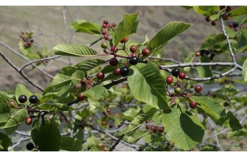 Rhamnus purshiana