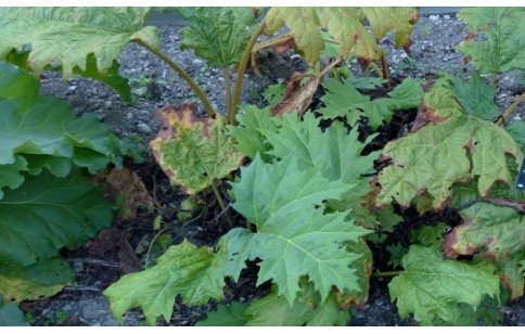 Rheum palmatum