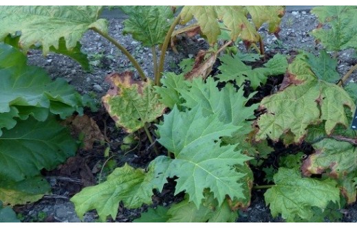 Rheum palmatum