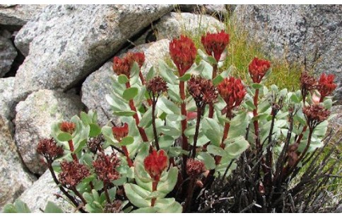 Rhodiola crenulata