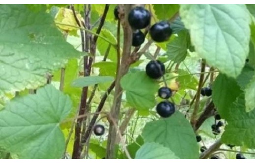 Ribes nigrum